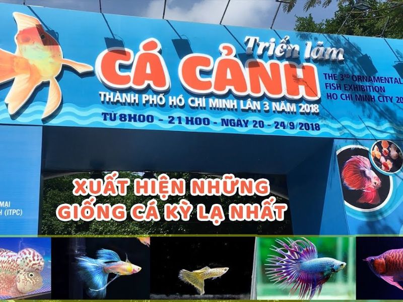 Mẫu 3 Bảng Hiệu Cá Cảnh